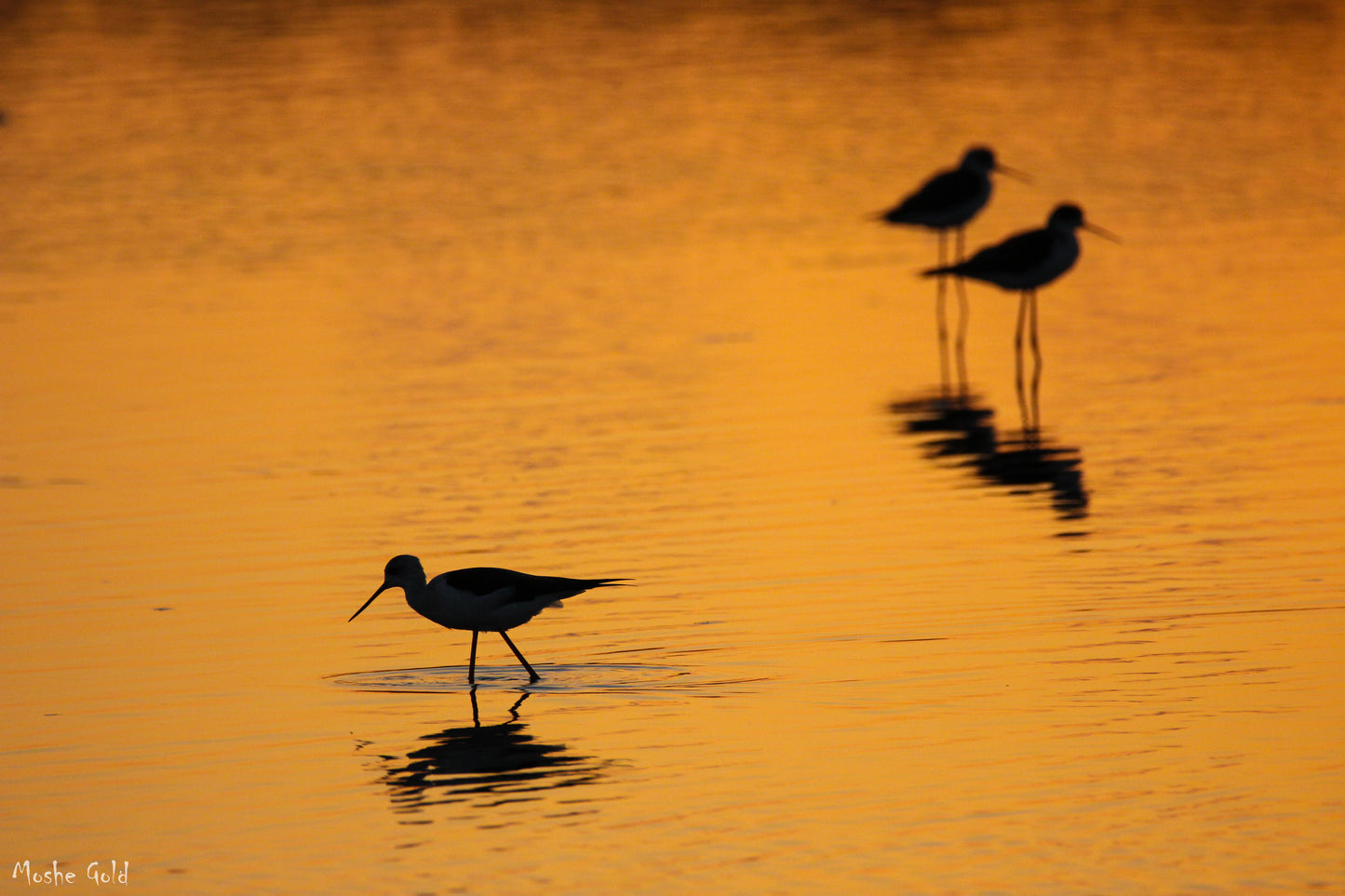 Birds in the Hula Valley, Israel