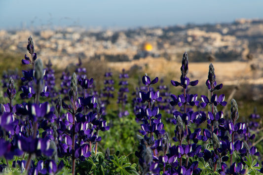 Lupins and the Temple Mount in the distance