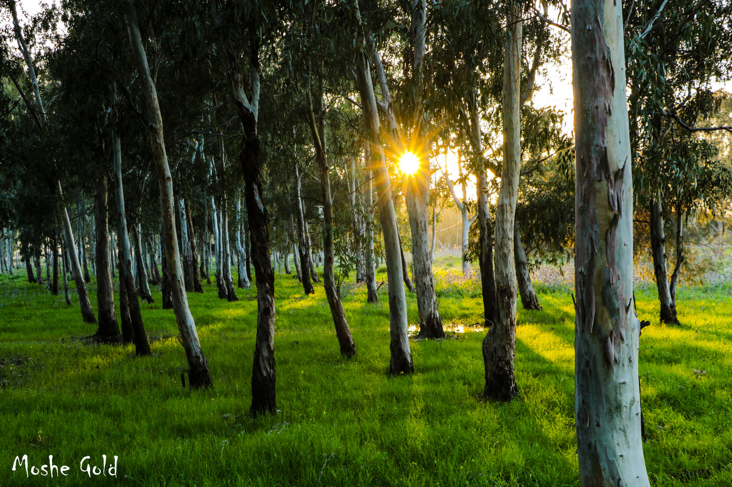 afternoon sun in the forest