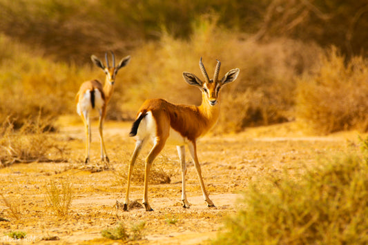 A deer in the Arava desert