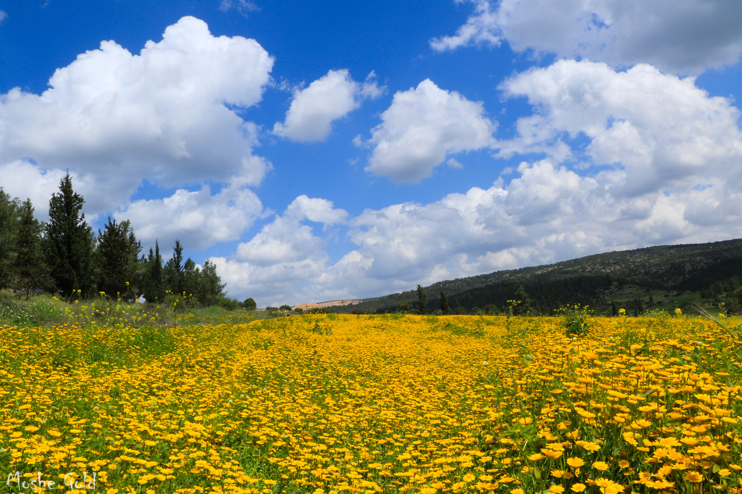 Spring time in the Ella Valley, Israel