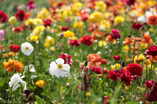 Flowers in the rain