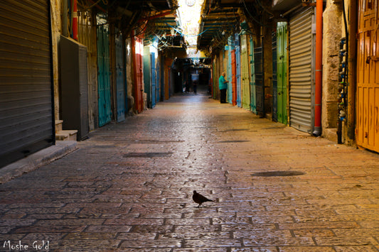 A single bird in the Christian quarter