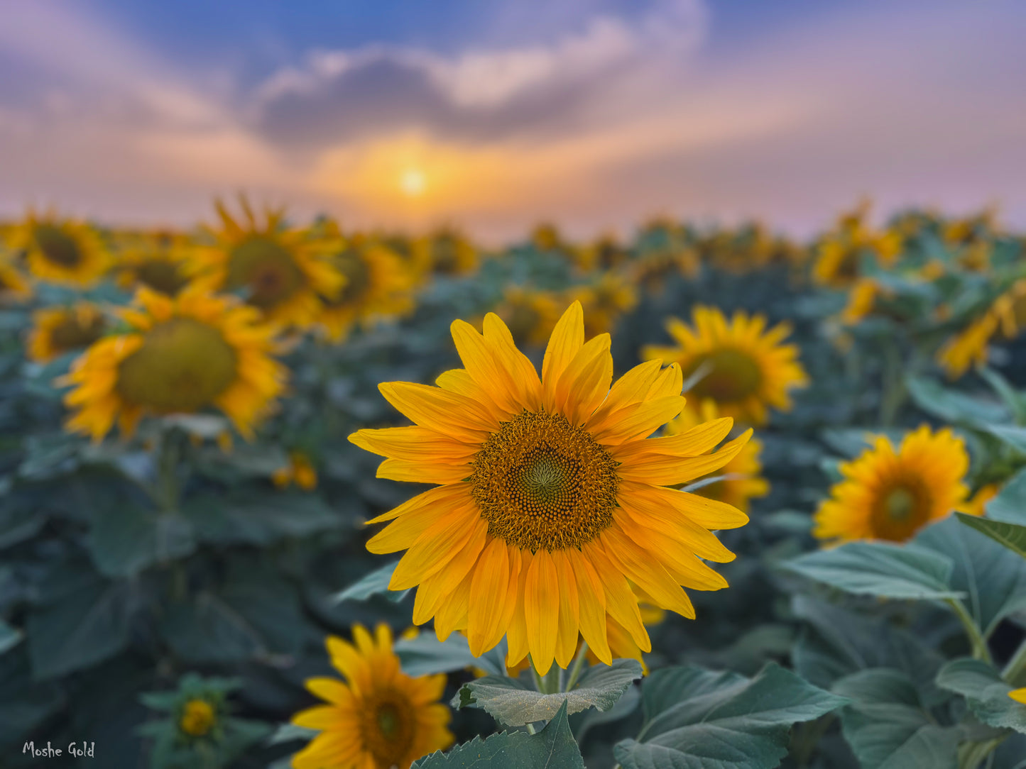Sunflower 1